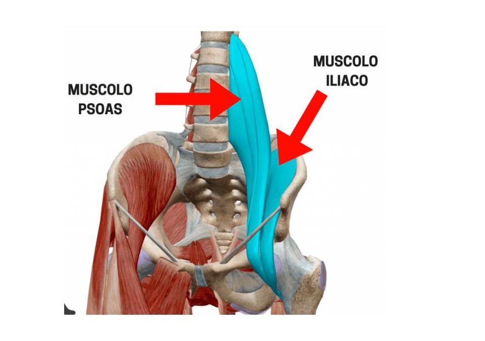 L’importanza dell’ileo-psoas